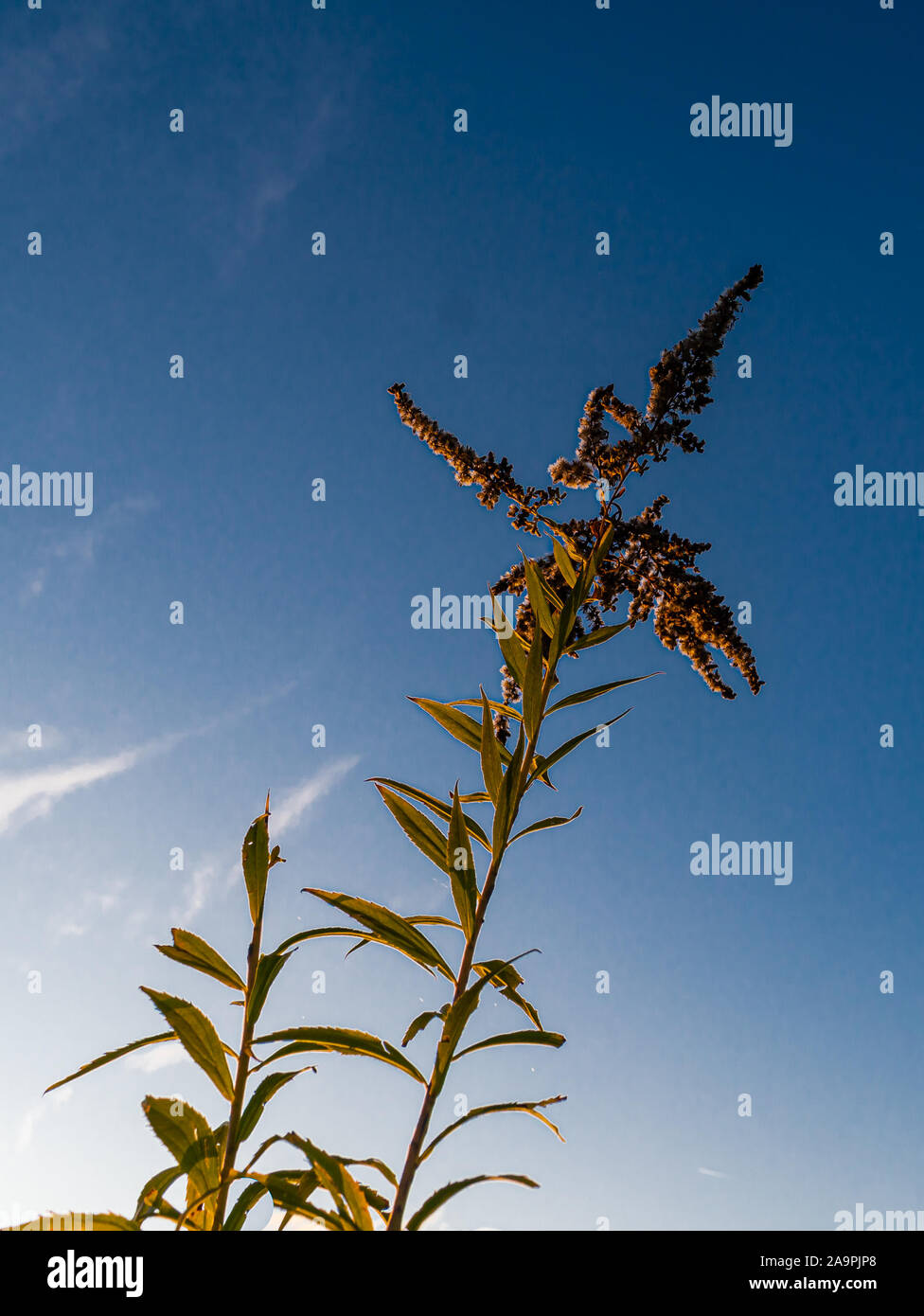 Eine einzige Wildpflanze. Gras mit Samen. Foto von Pflanzen von unten. Stockfoto