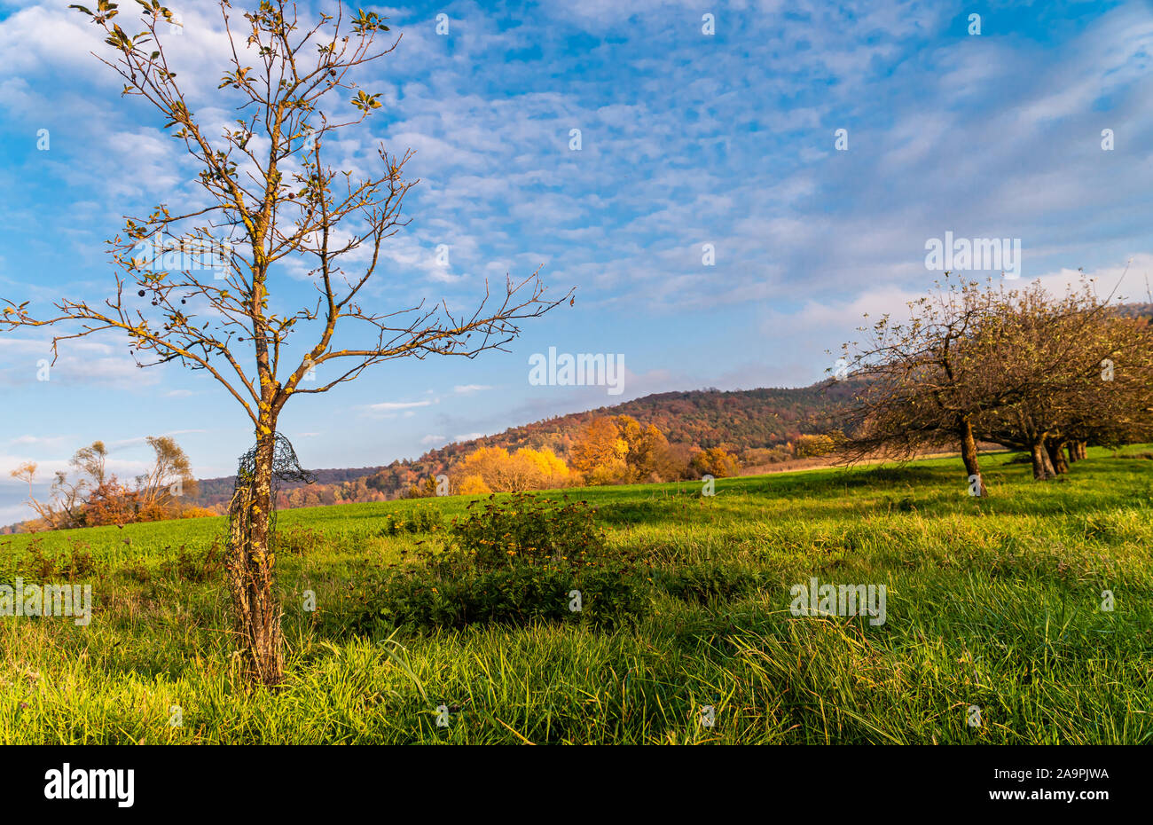 Allein wachsender Baum. Klares Wetter. Ländliche Gegend. Stockfoto