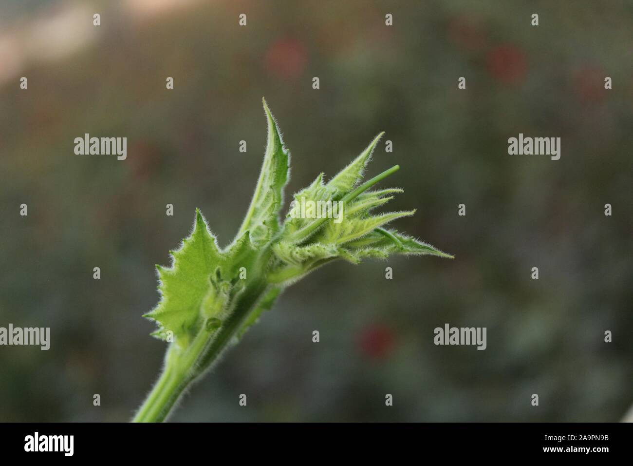 Kürbis Blume in Bangladesch. Stockfoto