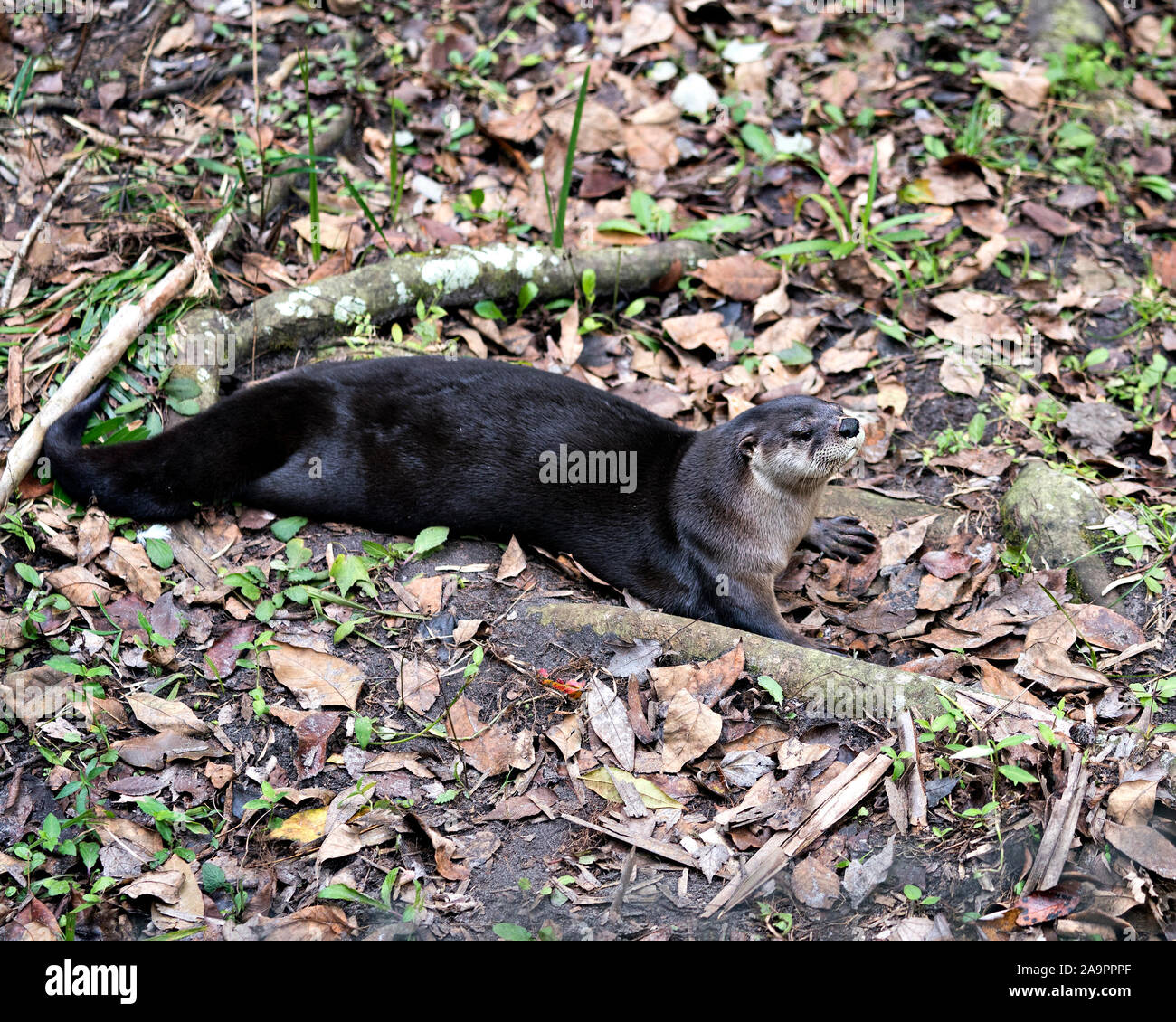 Otter Tier ruht in einem Bett von Laub und ihre Körper, Kopf, Nase, Ohren, Augen, Schwanz und Pfoten in seiner Umwelt und Umgebung. Stockfoto