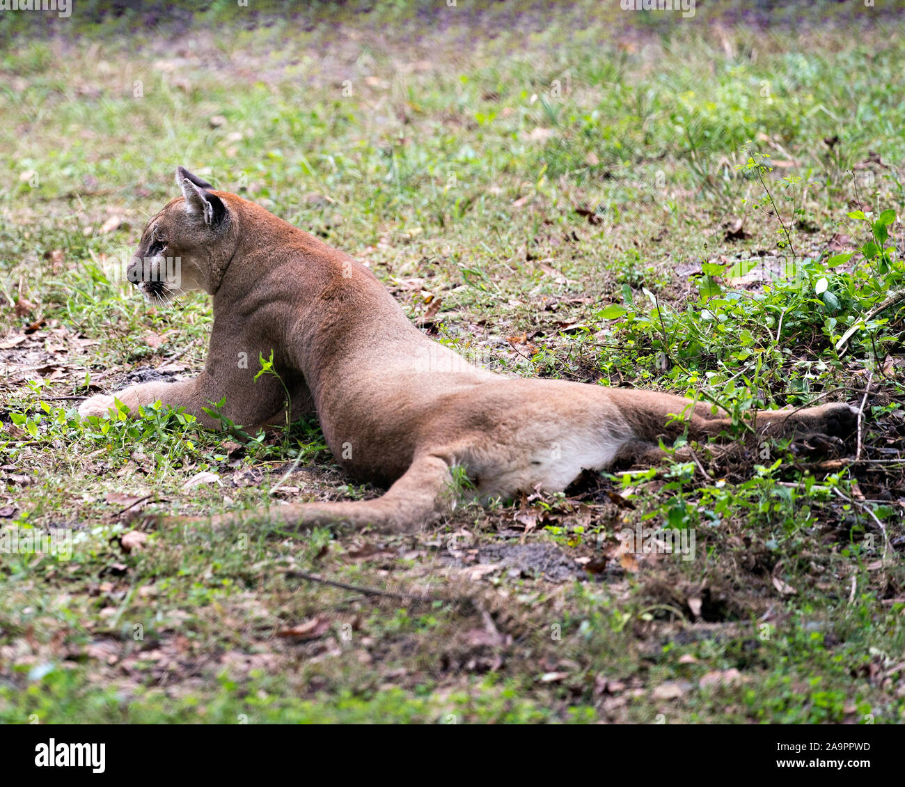 Florida panther Ruhen im Feld mit seinen Körper von der Kamera genießen ihre Umwelt und Umgebung, während sein Körper, Kopf, drehte, Ohr Stockfoto