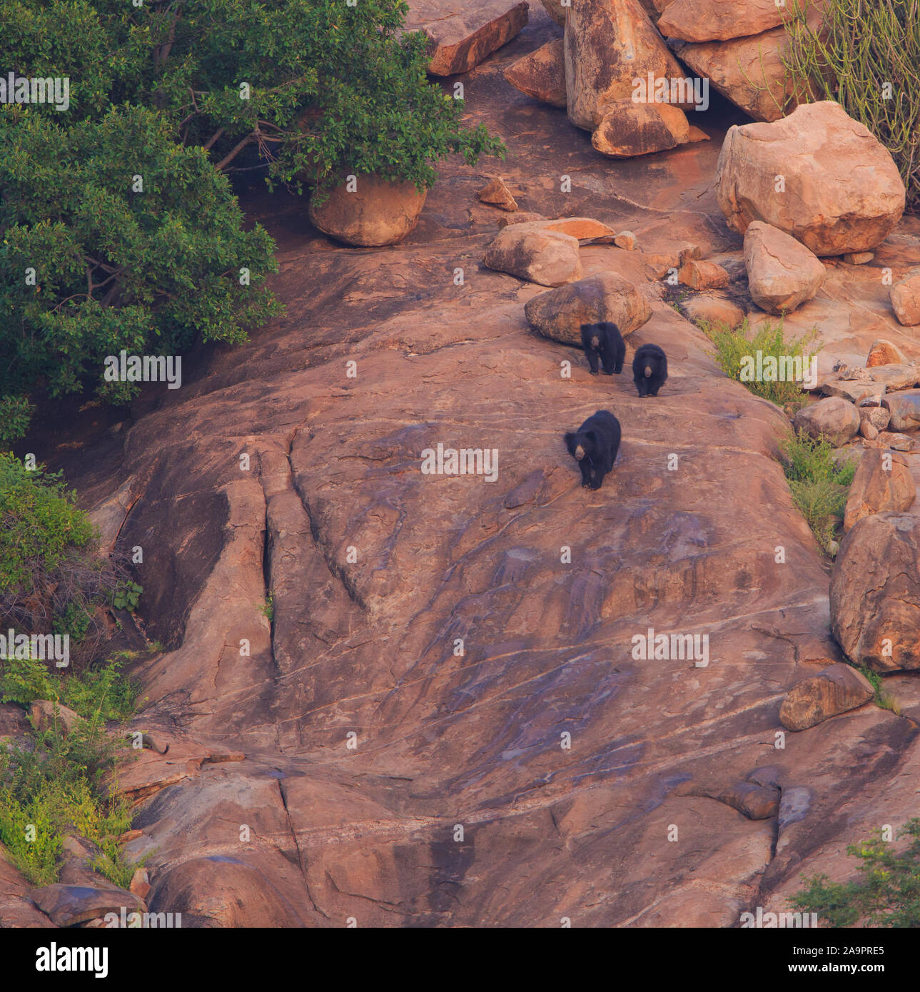Ein Sloth Bear Family in Daroji Faultiere Heiligtum (Karnataka, Indien) Stockfoto