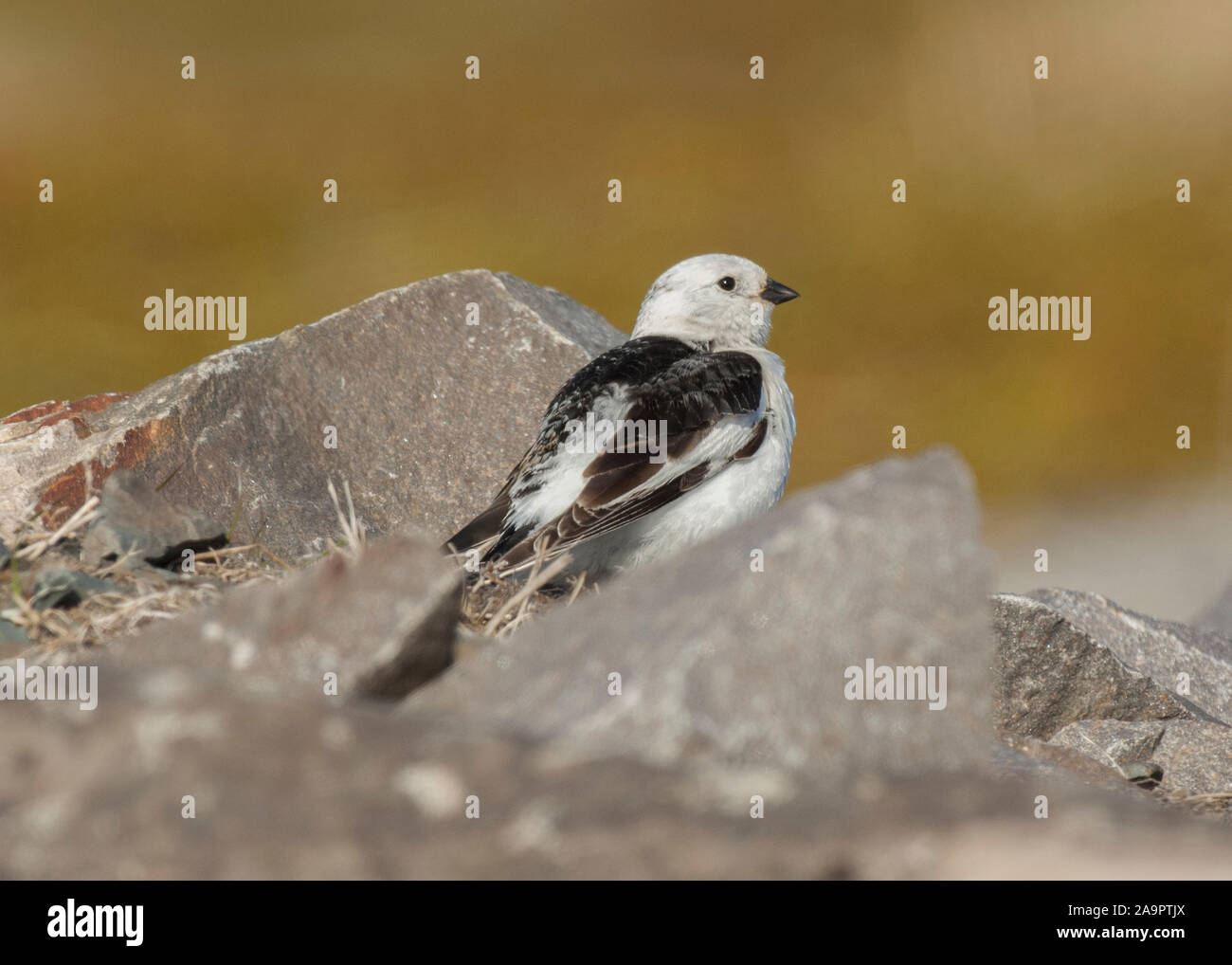 Bunting Schnee (Plectrophenax nivalis) männlich im Sommer Gefieder thront auf Tundra Vegetation, Kiberg, Norwegen Stockfoto