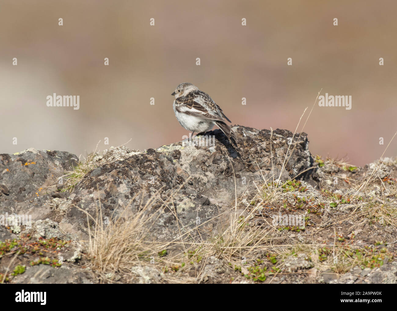 Bunting Schnee (Plectrophenax nivalis) Weiblich, sitzend auf Tundra Vegetation, Kiberg, Norwegen Stockfoto