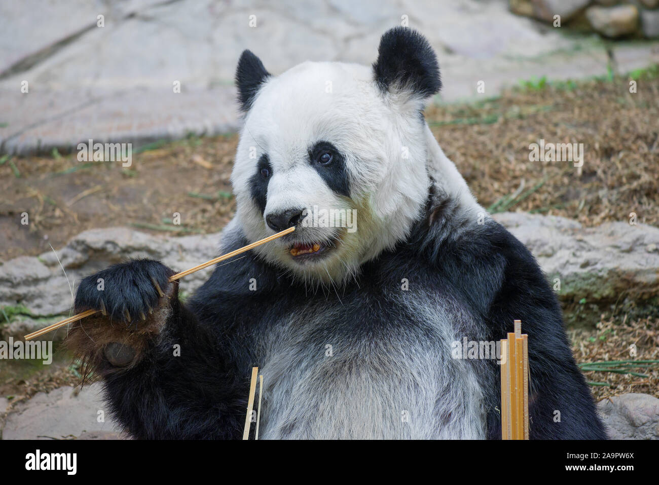 CHIANG MAI, THAILAND - Dezember 20, 2018: Portrait eines Panda. Chiang Mai Zoo Stockfoto