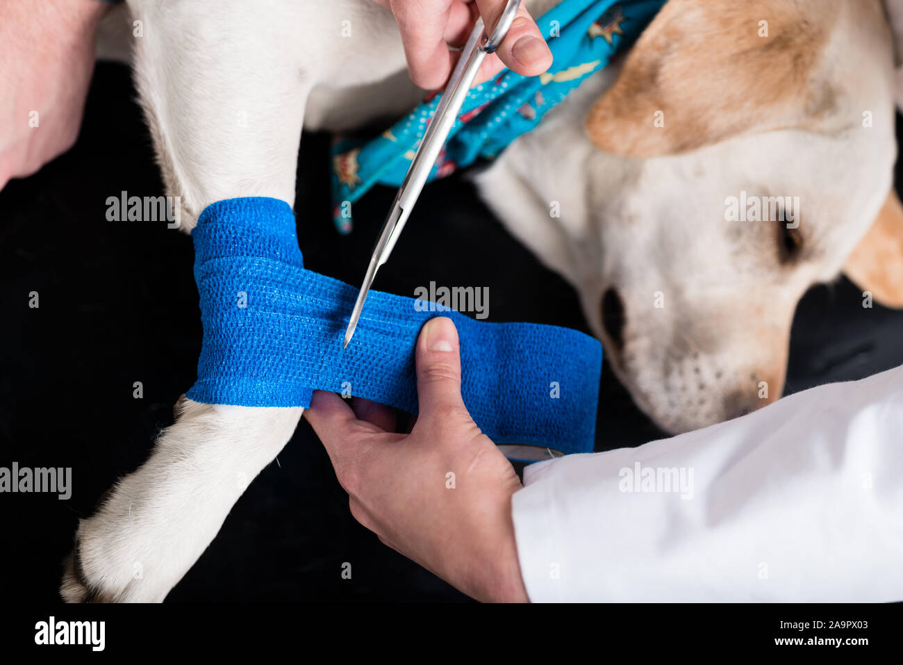 Hund, Verband nach Verletzungen auf seinem Bein - Alamy