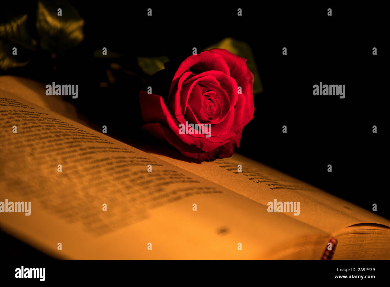 Eine rote Rose liegt auf einem offenen Buch Stockfoto