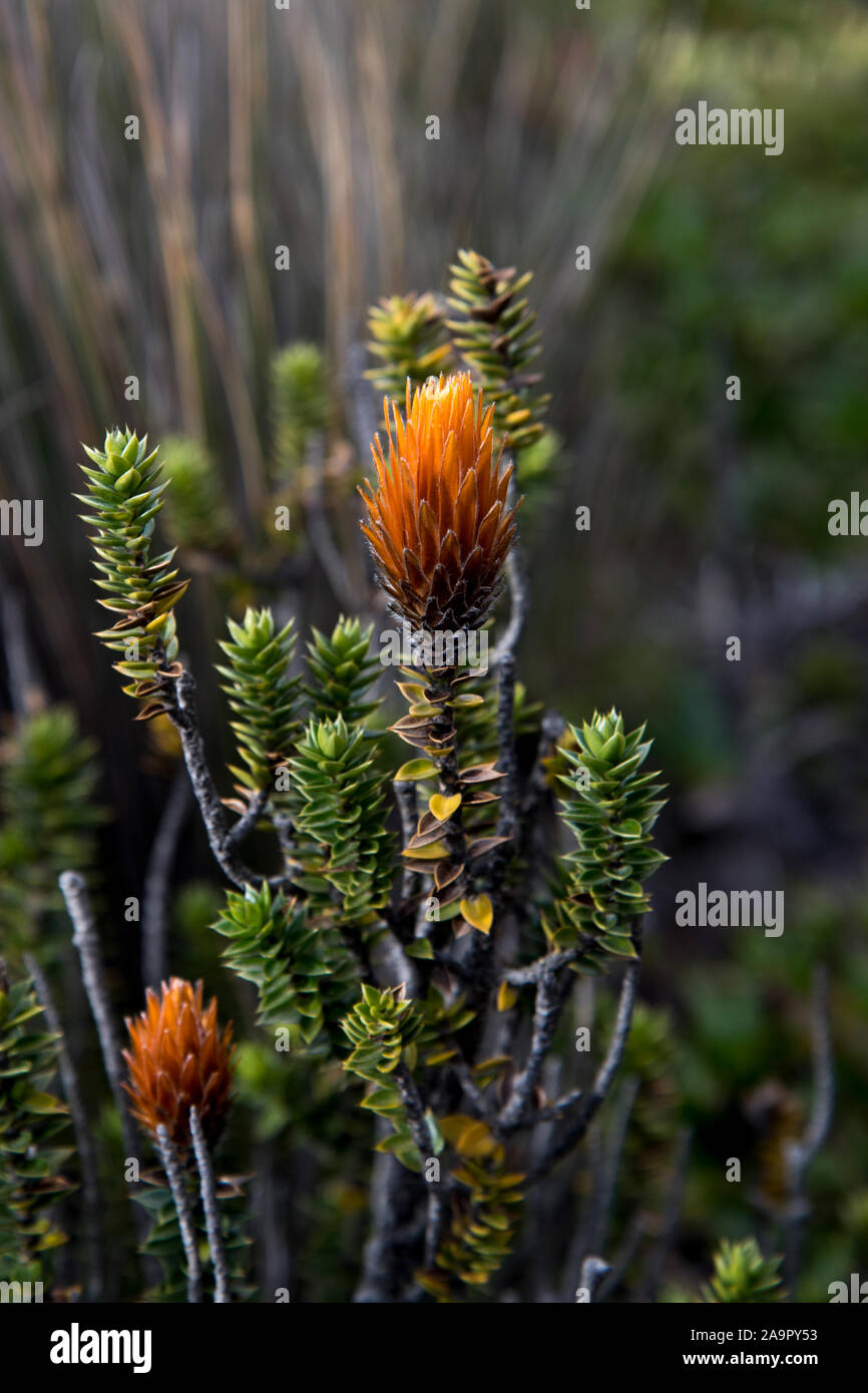 Blume auf Paramo am Fuße des Chimborazo Vulkan in Ecuador. Stockfoto