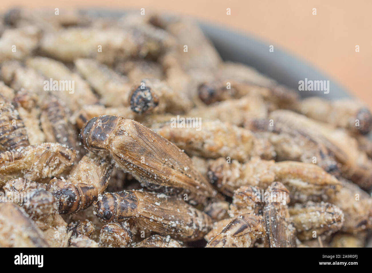 Essbare Insekten - gesalzene kleine Heimchen möglicherweise Gryllus assimilis - auf Faux Holz b/gd. Entomophagy, essbare käfer, insekt Superfoods, Insekten als Nahrung. Stockfoto