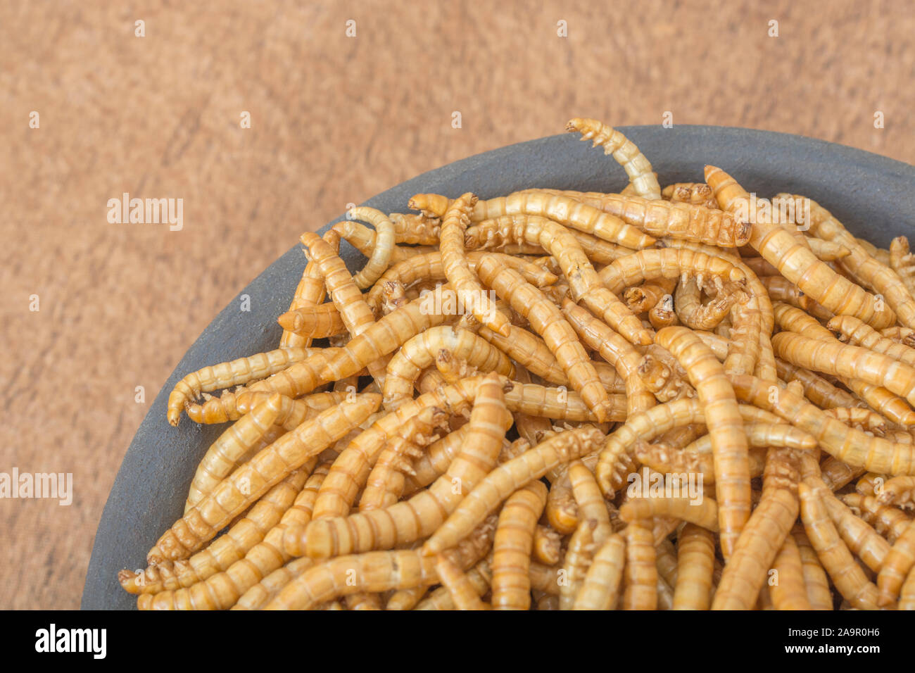 Teller von essbaren Mehlwürmer/Tenebrio Molitor - auf Faux Holz b/gd. Konzept entomophagy, essbare käfer, insekt Superfoods, insekt, insekten als Nahrung. Stockfoto