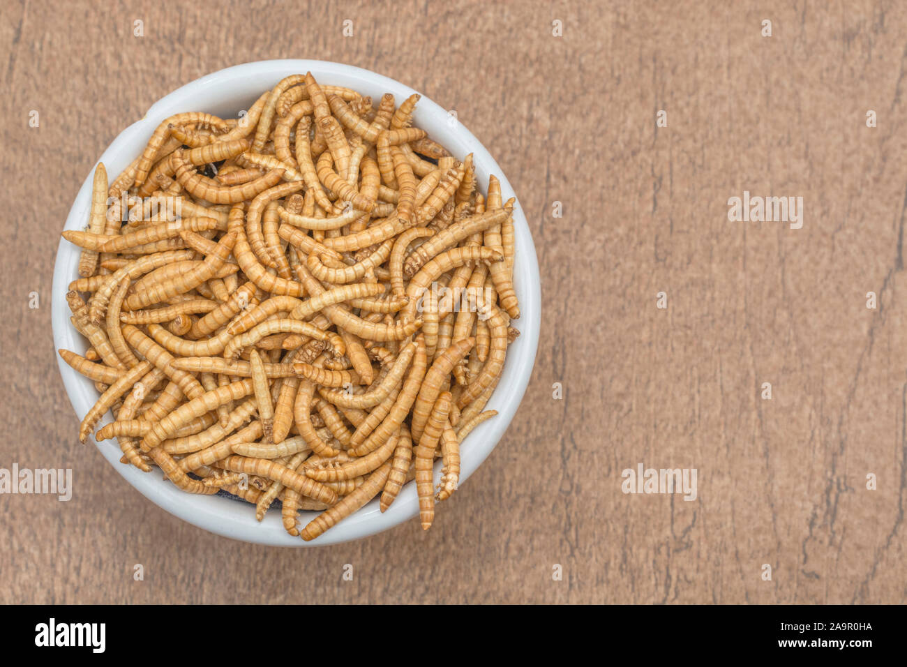 Teller von essbaren Mehlwürmer/Tenebrio Molitor - auf Faux Holz b/gd. Konzept entomophagy, essbare käfer, insekt Superfoods, insekt, insekten als Nahrung. Stockfoto