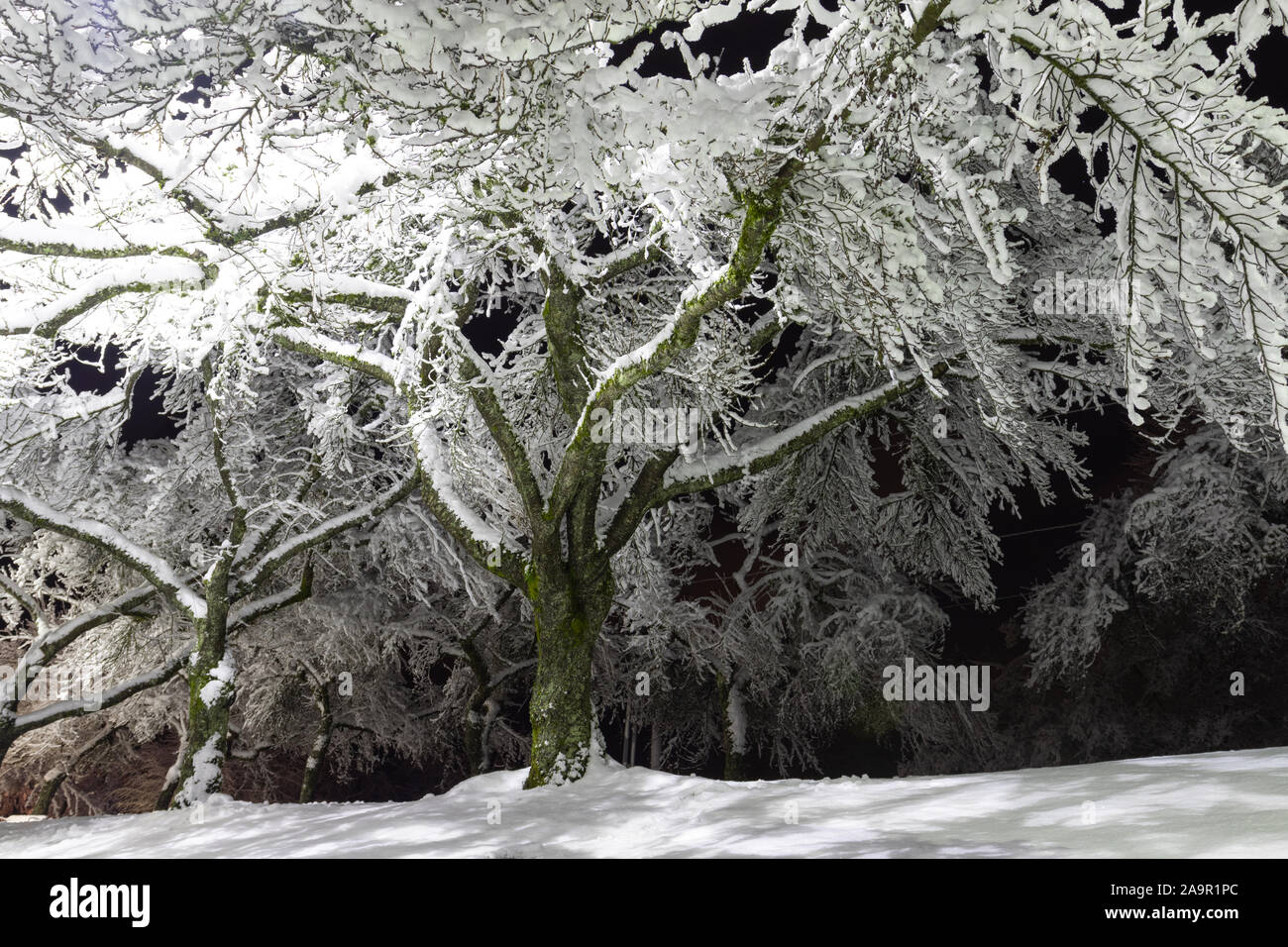 Bäume mit Schnee bedeckt, dunklen Himmel und strahlenden Laternen. Nacht erschossen. Schneefall in der Nacht. Ideal Bild, das Urlaub Geist. Stockfoto