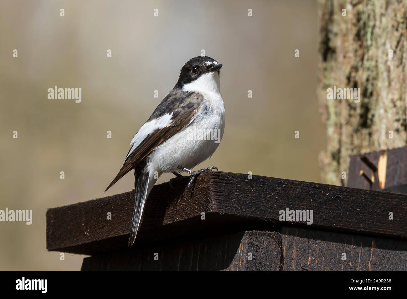 Nahaufnahme des wilden UK Männchen pied Fliegenfänger Vogel (Ficedula hypoleuca) isoliert im Freien Barschen auf Nistkasten in UK Wald, im Frühjahr. Stockfoto