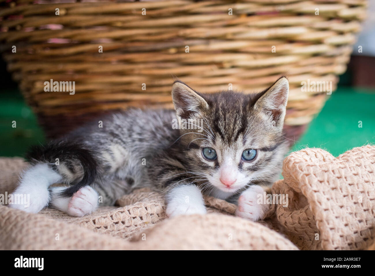 Susse Kleine Junge Schwarze Und Weisse Tiger Katze Mit Blauen Augen Liegen Auf Einer Decke Stockfotografie Alamy