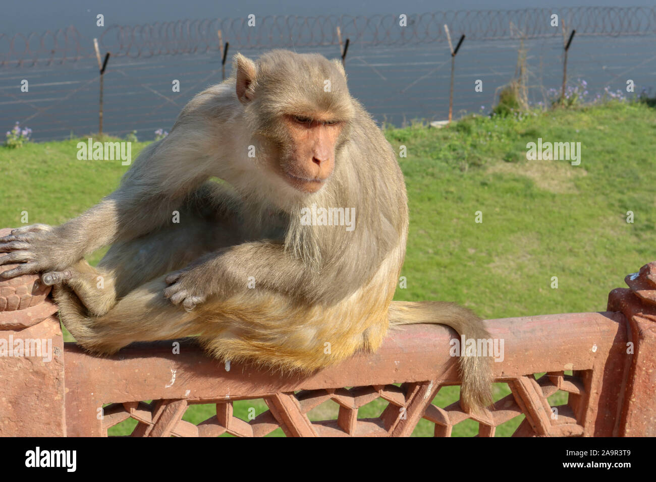 Ein Affe sitzt an der Wand im Taj Mahal Komplex. Stockfoto