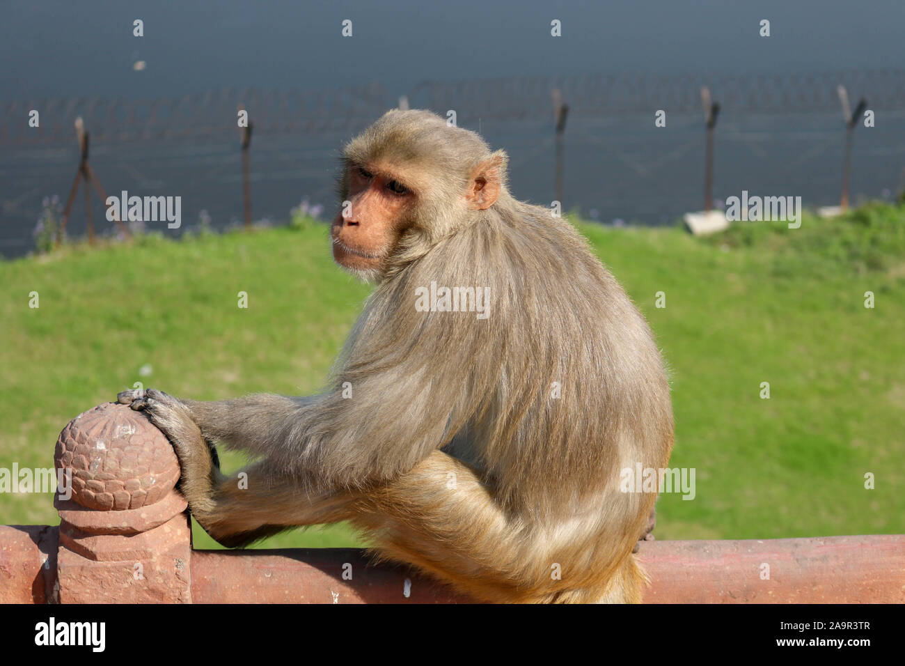 Ein Affe sitzt an der Wand im Taj Mahal Komplex. Stockfoto