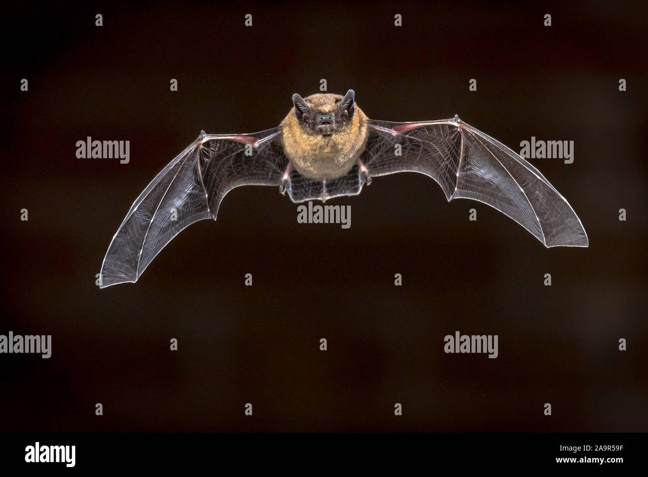 Pipistrelle bat (Pipistrellus pipistrellus) fliegen am Dachboden des Hauses vor der Mauer in der Dunkelheit. Diese Sorte ist bekannt für Rast- und Leben Stockfoto