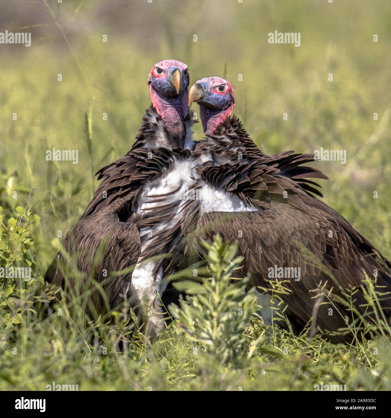 Große Lappet-faced Geier (Torgos tracheliotus) mit rosa Kopf Anzeige in der Nähe von Aas in Krüger Nationalpark Südafrika Stockfoto