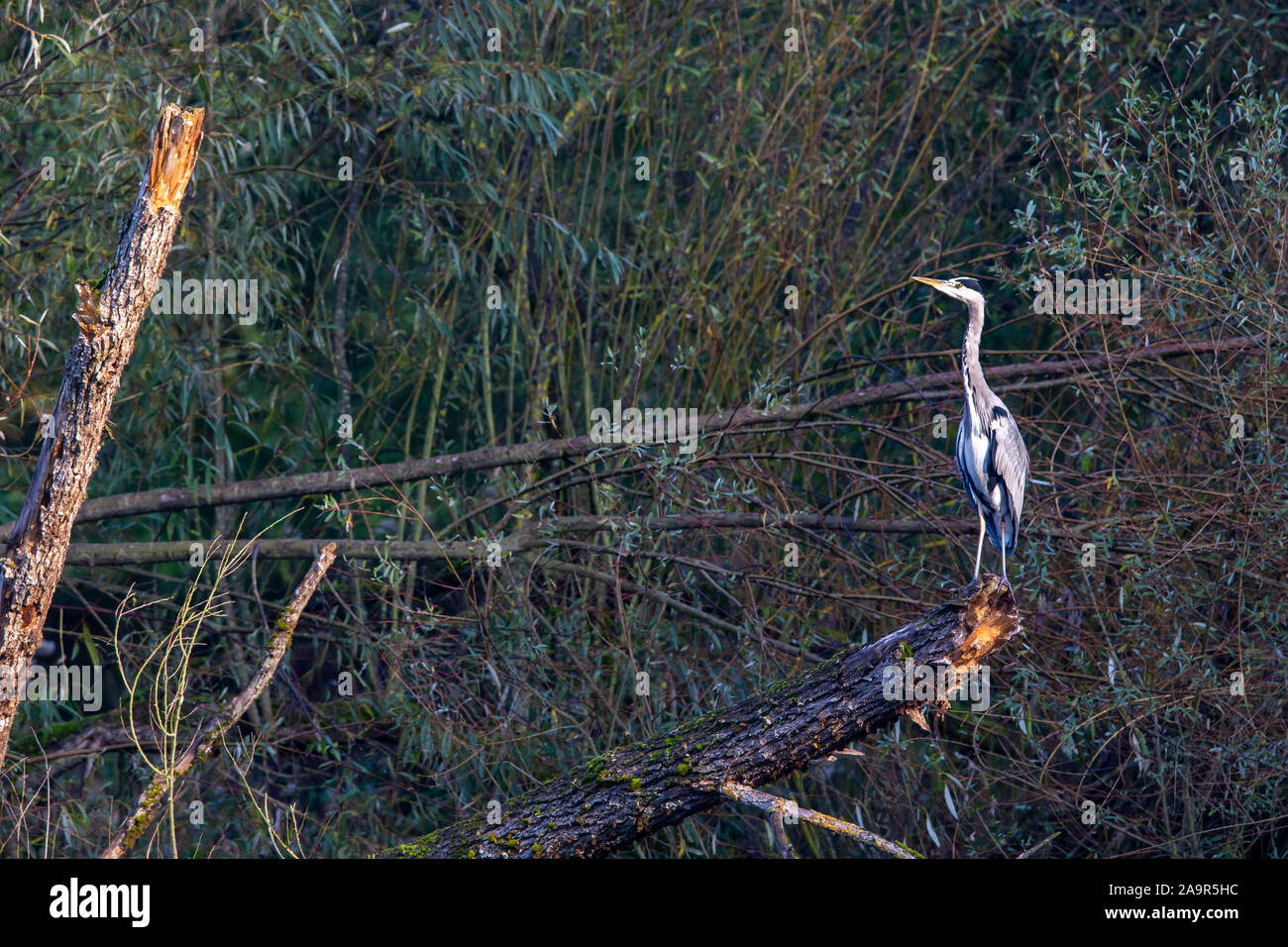 Graureiher (Ardea cinerea) im Naturschutzgebiet Moenchbruch in der Nähe von Frankfurt, Deutschland. Stockfoto