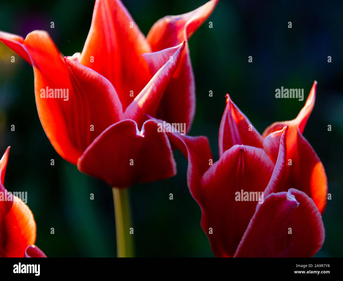 Verschwommenen Hintergrund und Wunderschöne Tulpen Nahaufnahme Stockfoto