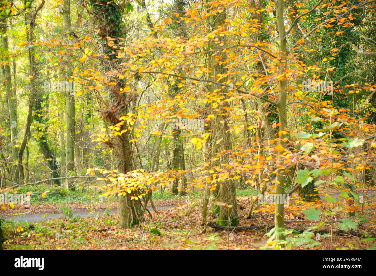Mardley Heide Woodlands in Hertfordshire, Vereinigtes Königreich Stockfoto