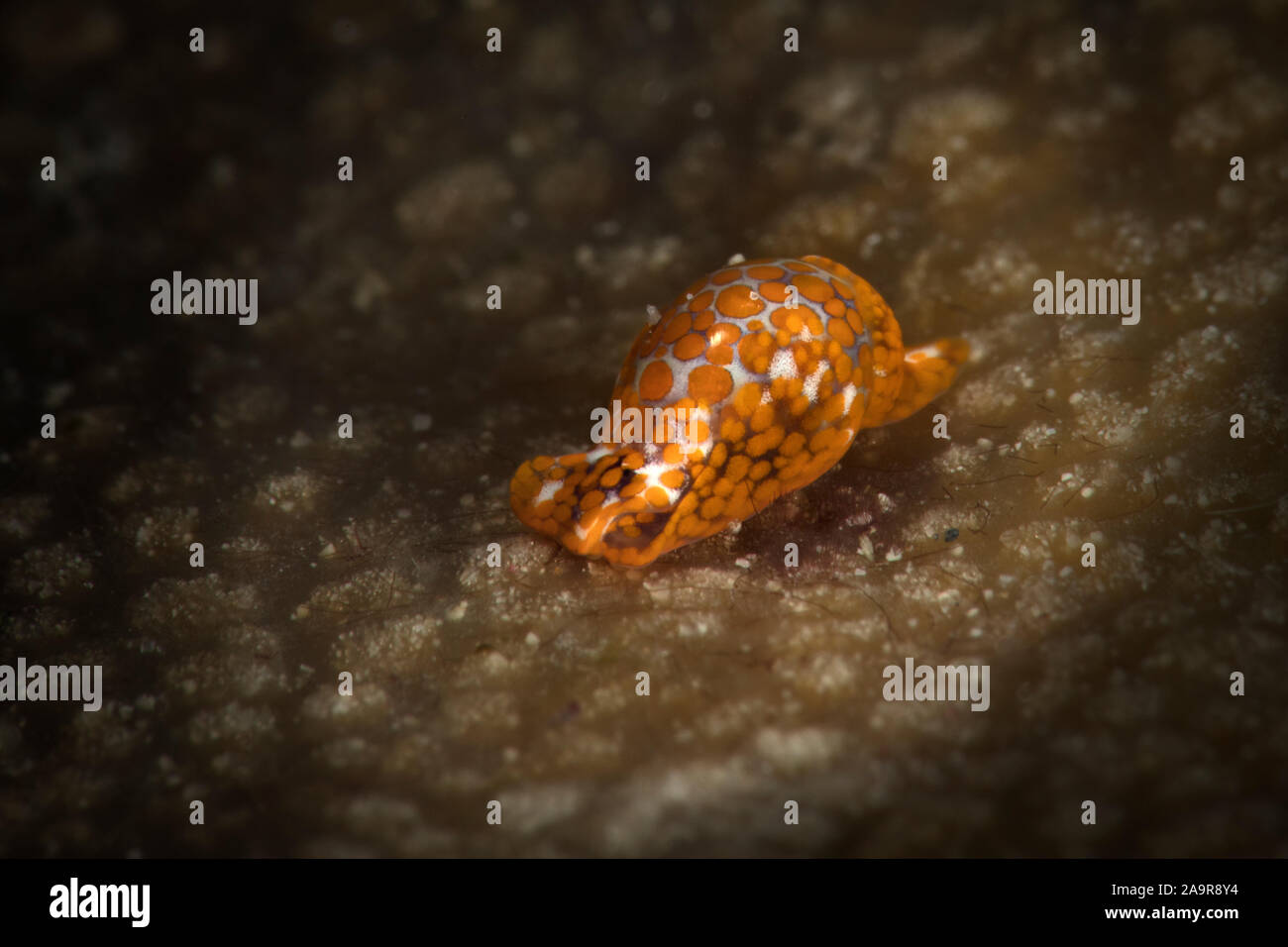Haminoea bubble Schnecken. Unterwasser Makrofotografie von Romblon, Philippinen Stockfoto