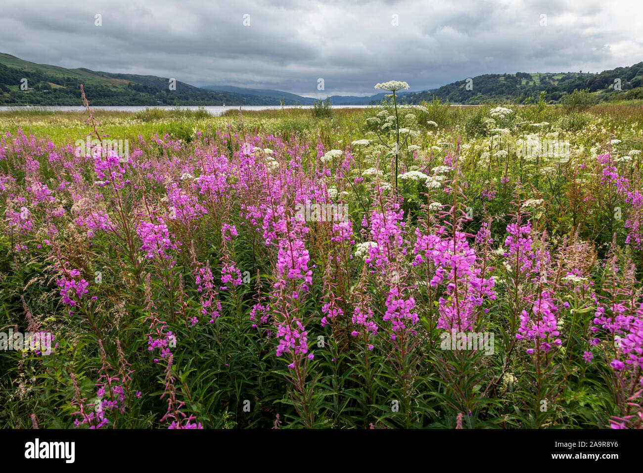Rosebay Weidenröschen (Chamerion angustifolium) wachsende neben Llyn Tegid (Lake Bala), Gwynedd, Wales Stockfoto