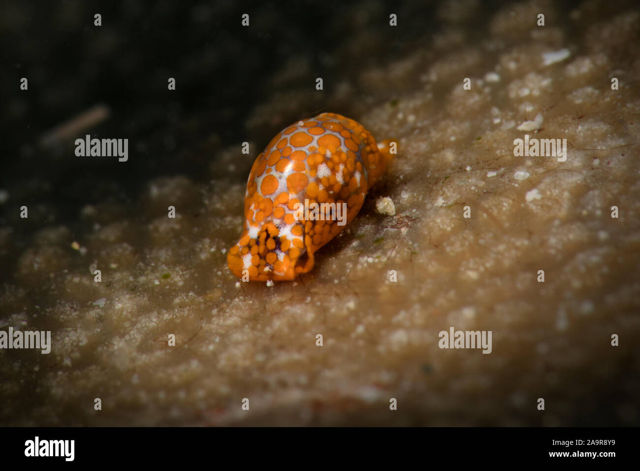 Haminoea bubble Schnecken. Unterwasser Makrofotografie von Romblon, Philippinen Stockfoto