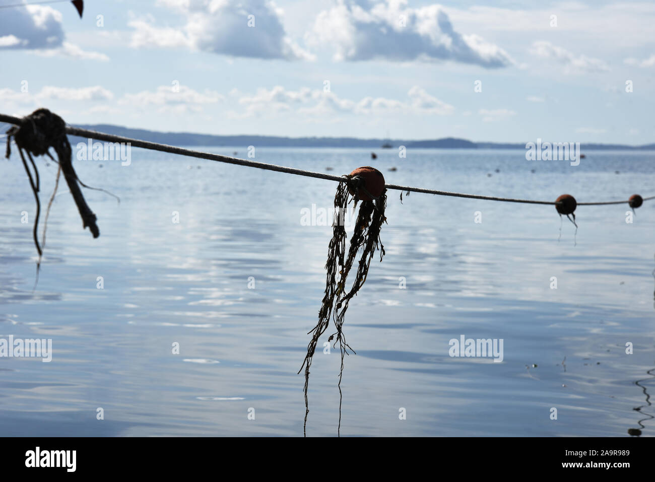 Bolsena see Anzeigen mit Bojen und Fischernetze gegen einen blauen Himmel mit einigen Wolken. Hügeln im Hintergrund. Bolsena See, Italien. Stockfoto