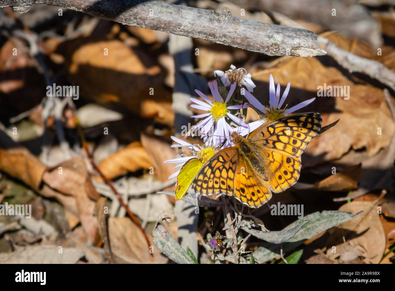 Mexikanische Fritillary Schmetterling auf einer Blume Stockfoto