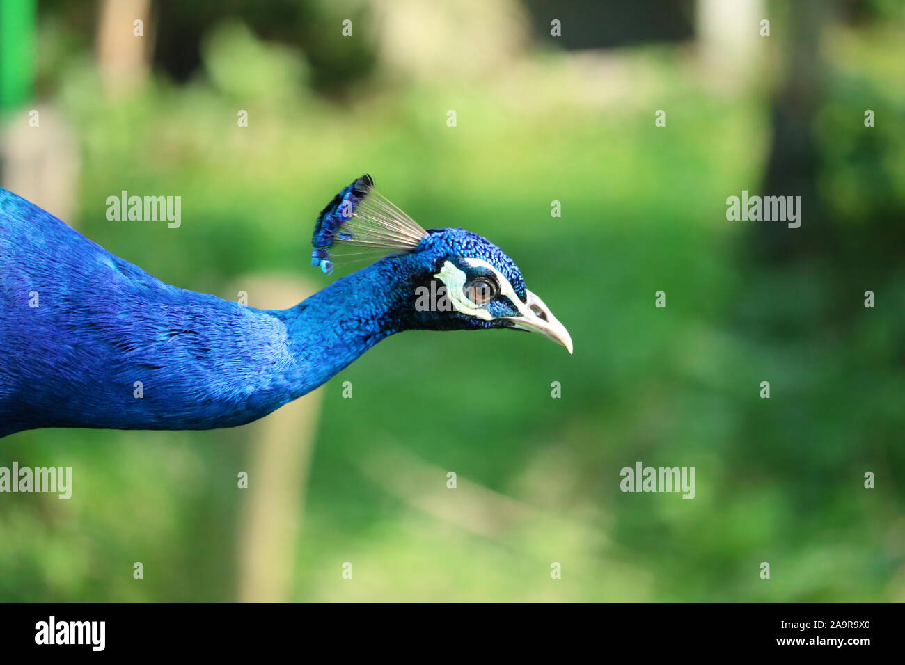 Pfau auf dem grünen Hintergrund. Stockfoto