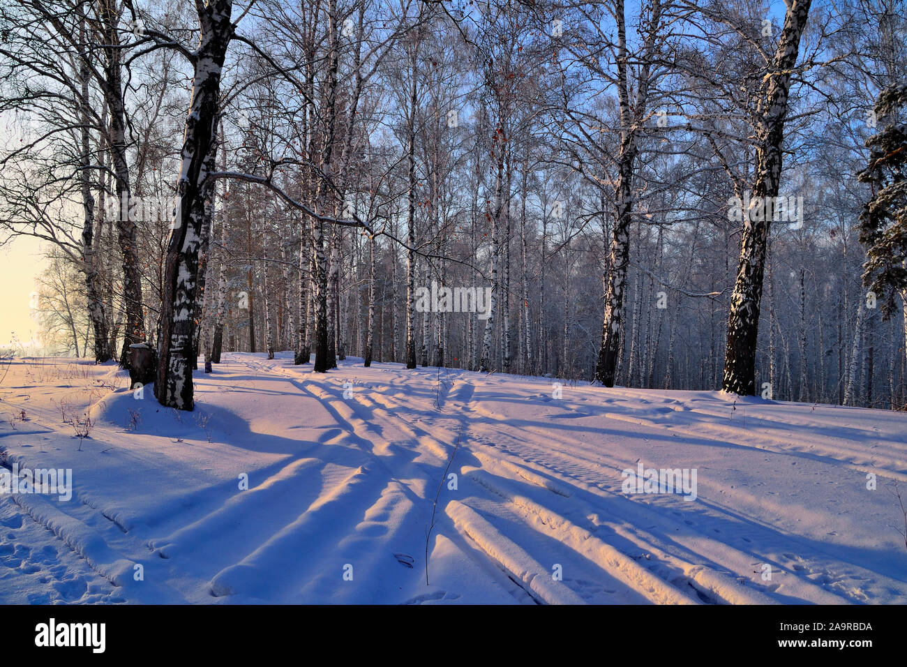 Winter Sonnenuntergang im Birkenwald. Rosa gefärbten Schnee, weißen Stämme der Birken, blauer Schatten und der Himmel. Skigebiet auf Schnee. Schneereiche Winter ländlichen landsca Stockfoto