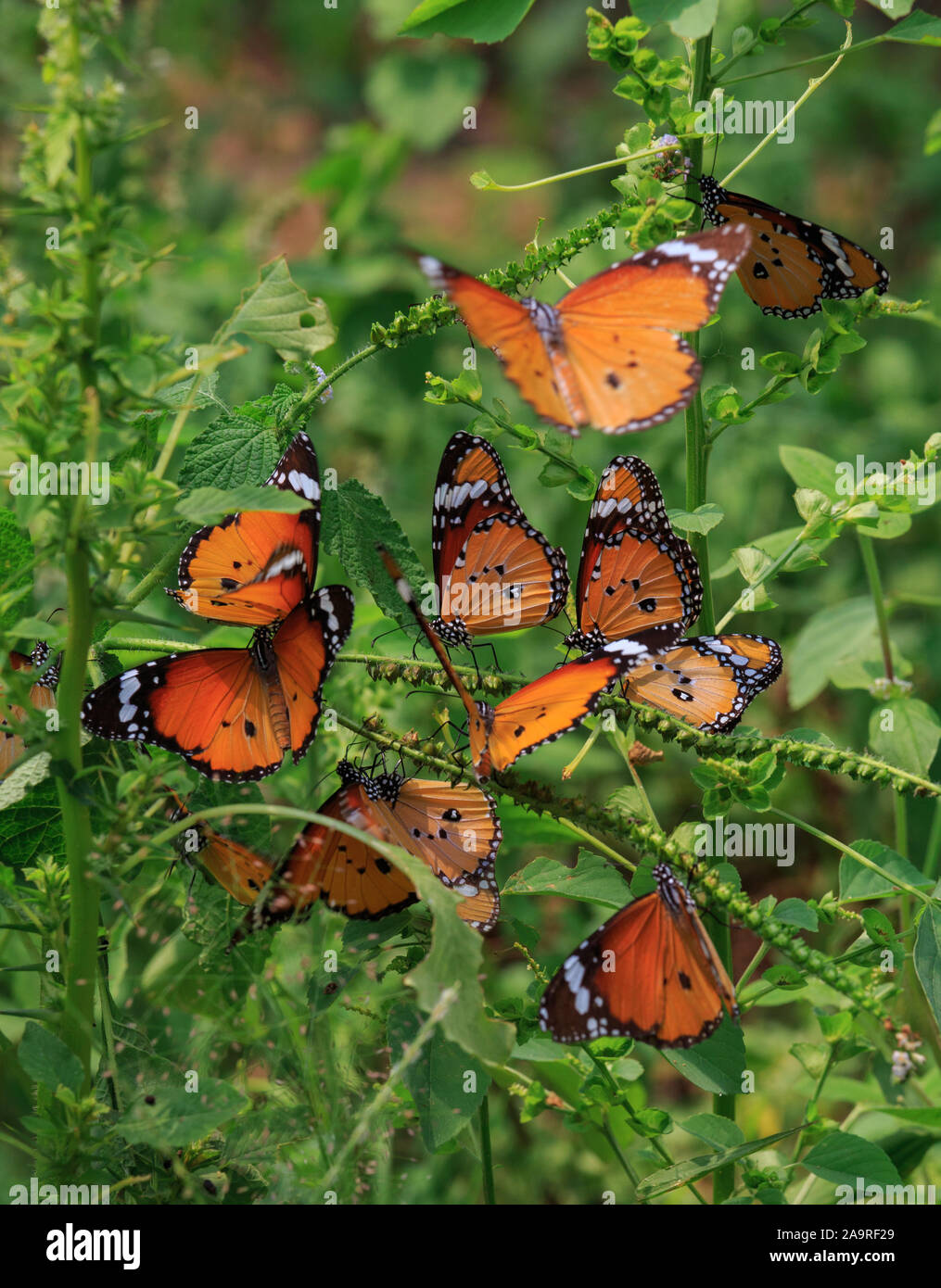 Eine Gruppe von Plain Tiger Schmetterlinge Stockfoto