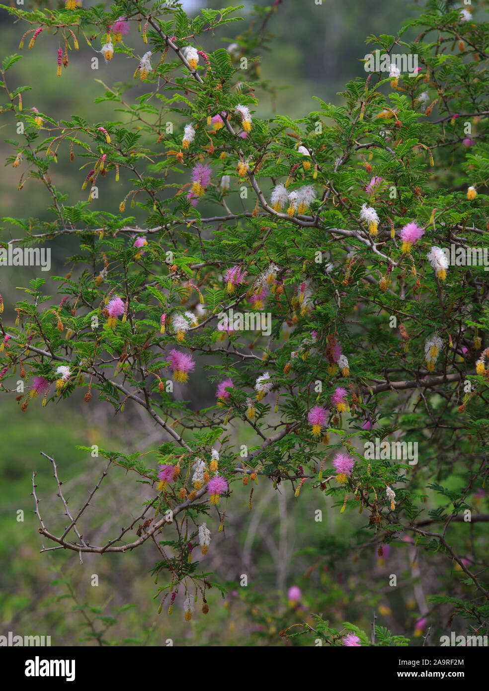 Schöne Blumen der Akazie - fotografiert in Galibore (Karnatala, Indien) Stockfoto