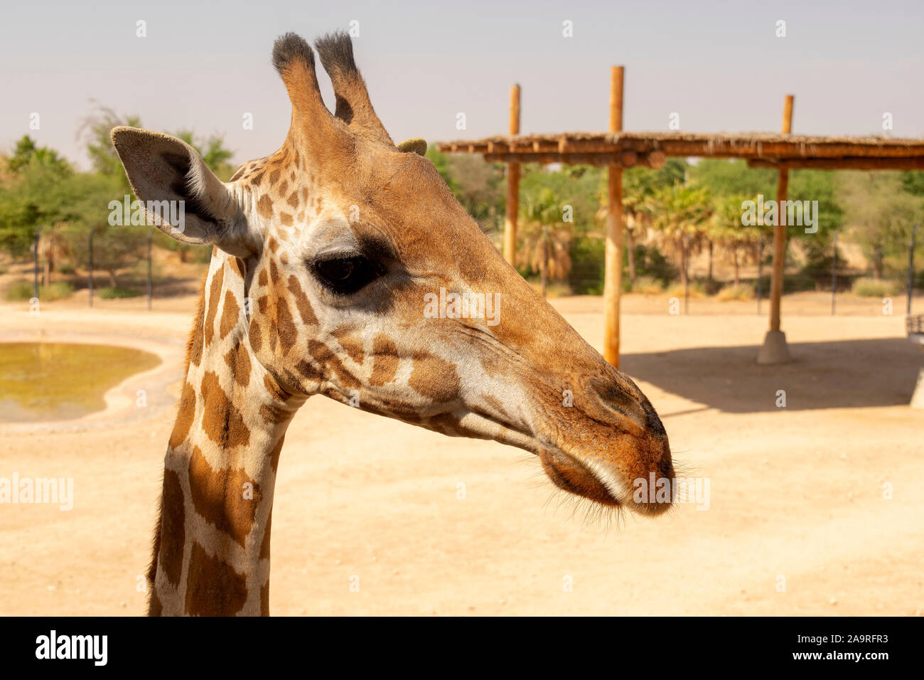 Schöne giraffe Gesicht, in der Nähe von Giraffen im Zoo. Giraffe Stockfoto