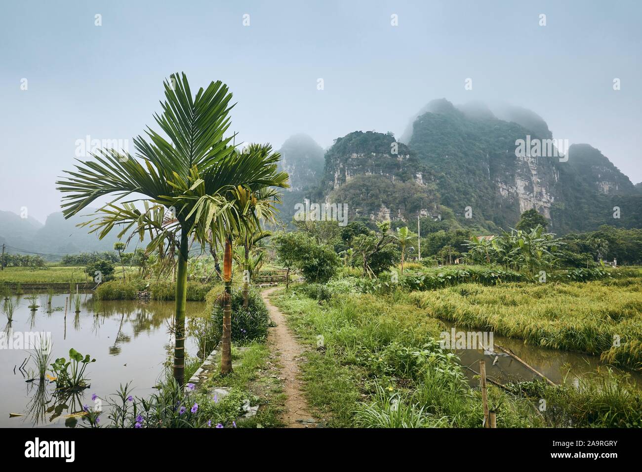 Der Weg in der Mitte der Felder gegen Karstlandschaft. Ninh Binh, Vietnam. Stockfoto