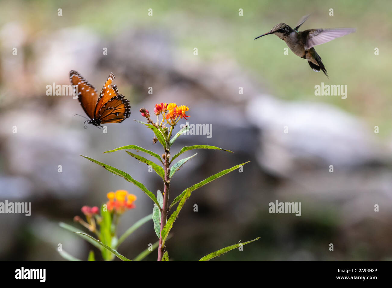 Queen Butterfly und der Kolibri im Flug Stockfoto