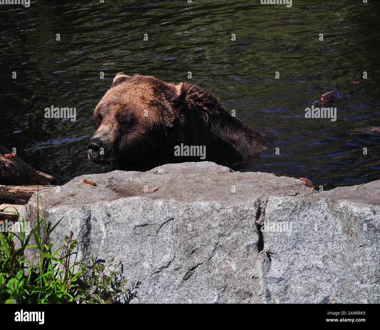 Nordamerikanische Braunbär Stockfoto