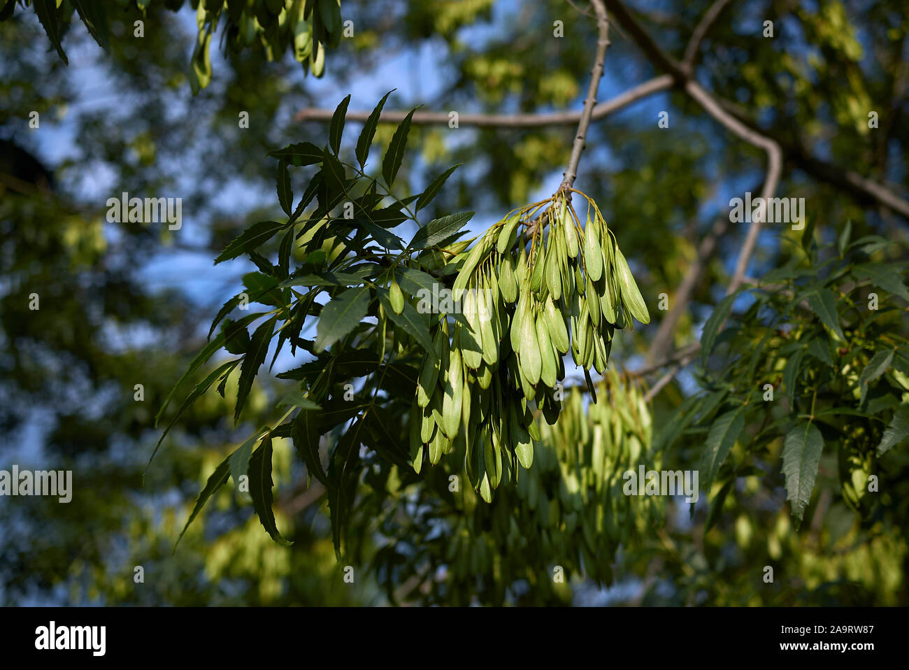 Fraxinus excelsior Baum Stockfoto