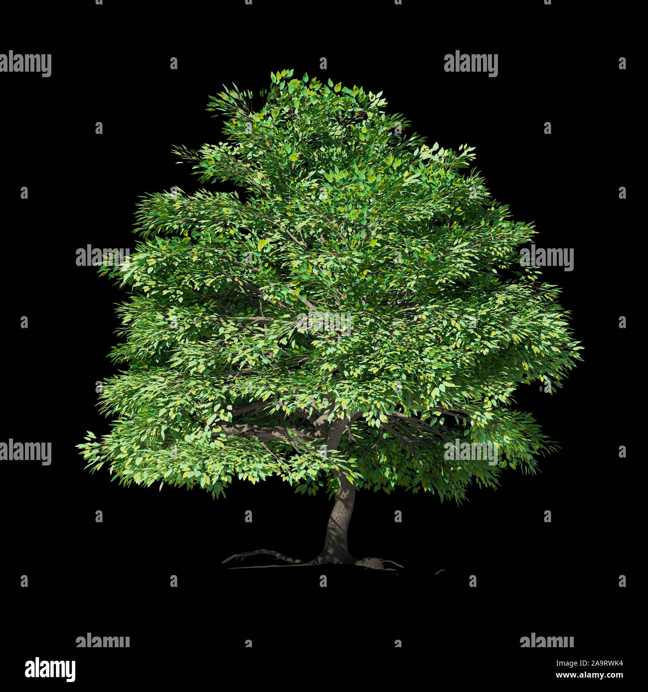 Schönen Baum, auf schwarzem Hintergrund Stockfoto
