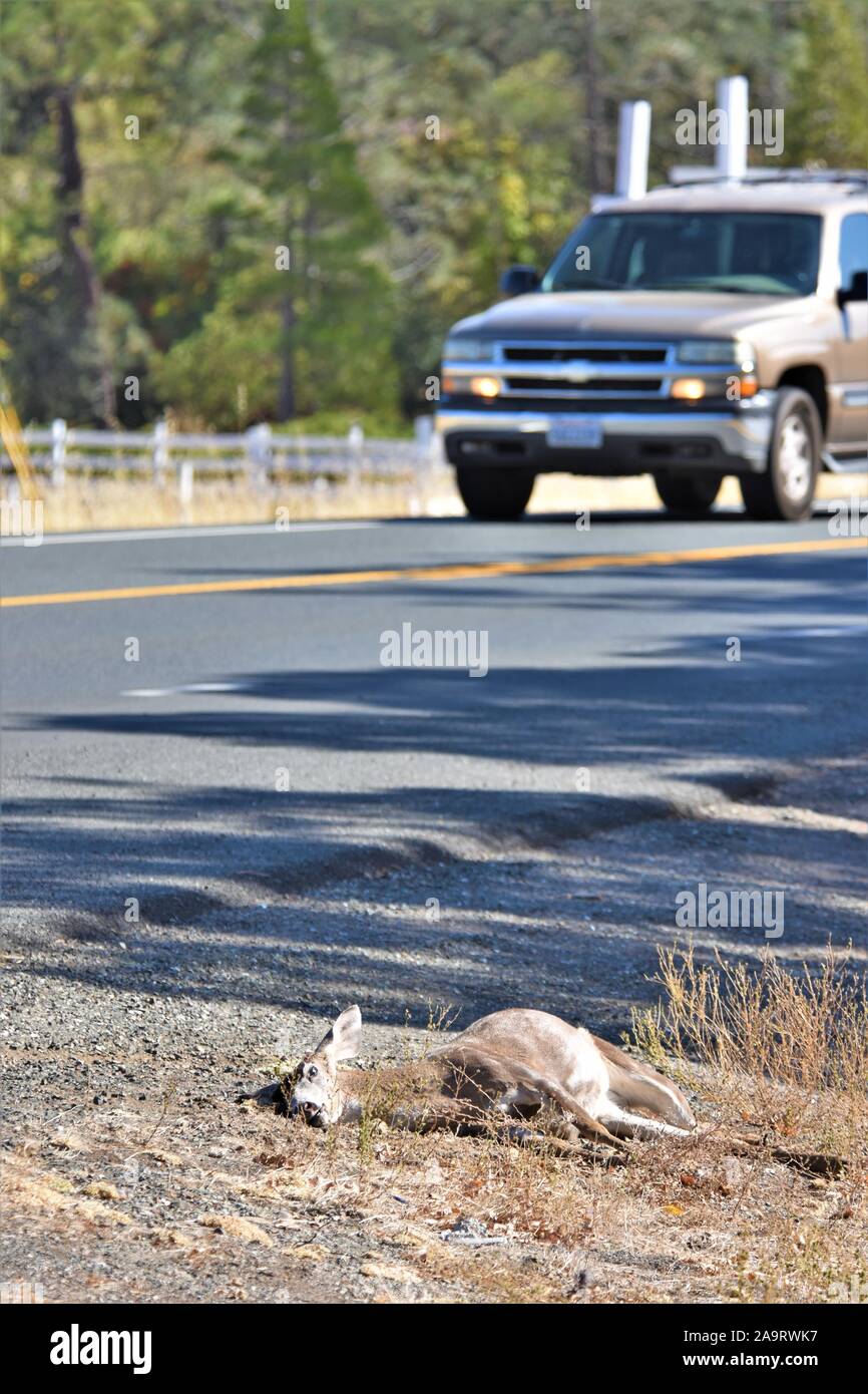 Reh von einem Auto angefahren und getötet, an der Küste von Kalifornien USA Nordamerika, ein Bock, wo Sie kam zurück und schneiden Sie die Hörner für Trophy töten Stockfoto