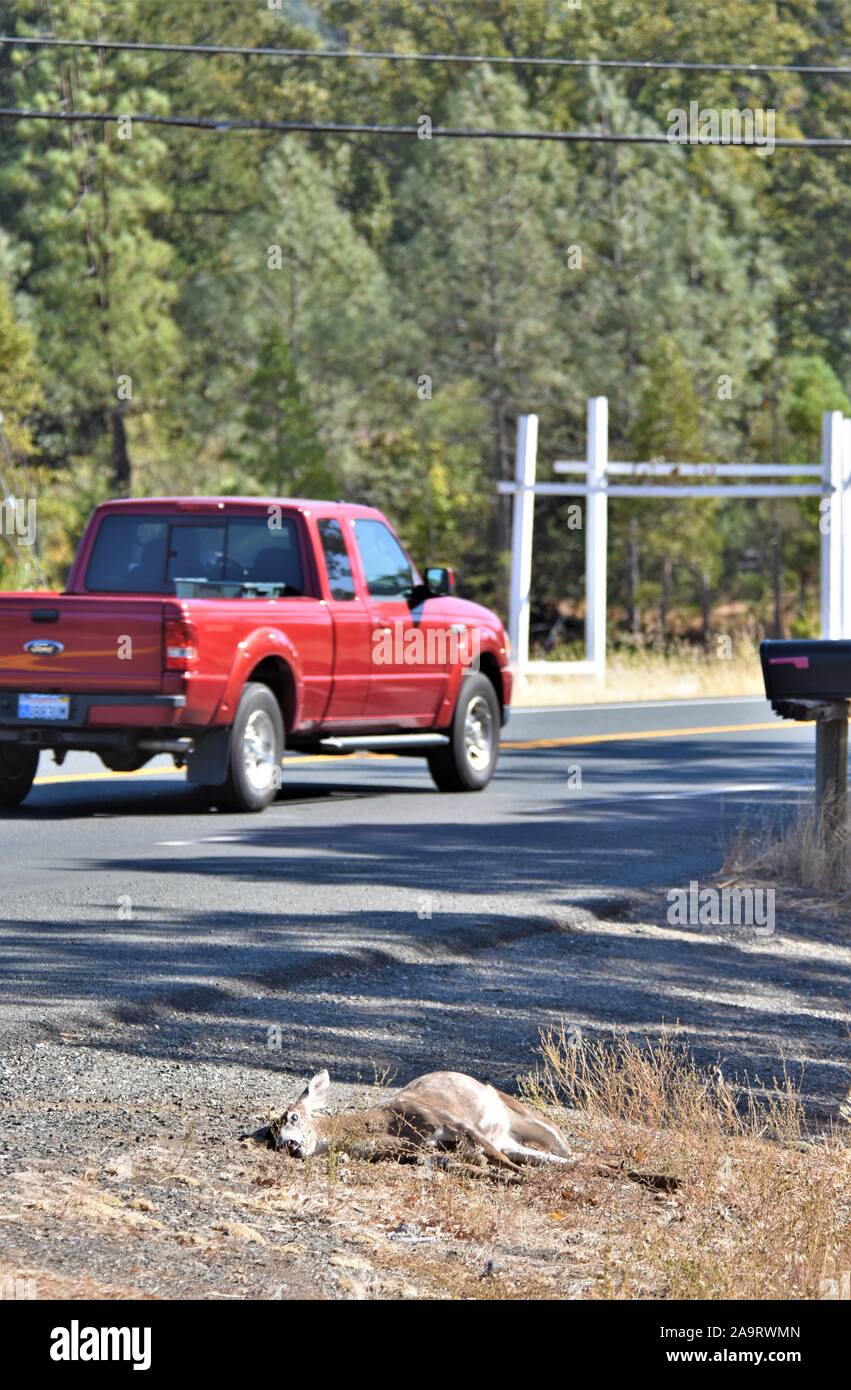 Reh von einem Auto angefahren und getötet, an der Küste von Kalifornien USA Nordamerika, ein Bock, wo Sie kam zurück und schneiden Sie die Hörner für Trophy töten Stockfoto