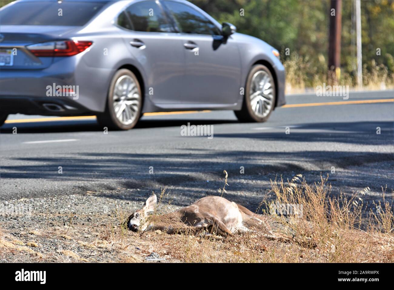 Reh von einem Auto angefahren und getötet, an der Küste von Kalifornien USA Nordamerika, ein Bock, wo Sie kam zurück und schneiden Sie die Hörner für Trophy töten Stockfoto