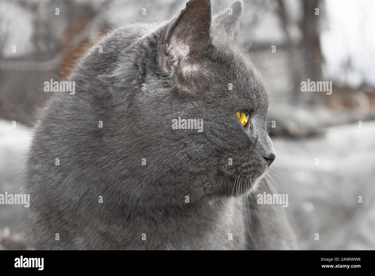 Reifen graue Katze mit Kopf im Freien Stockfoto
