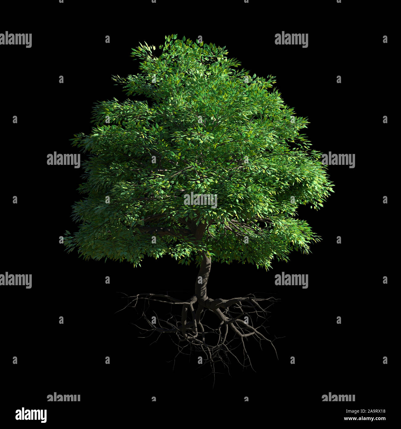 Baum mit Wurzeln auf schwarzem Hintergrund Stockfoto