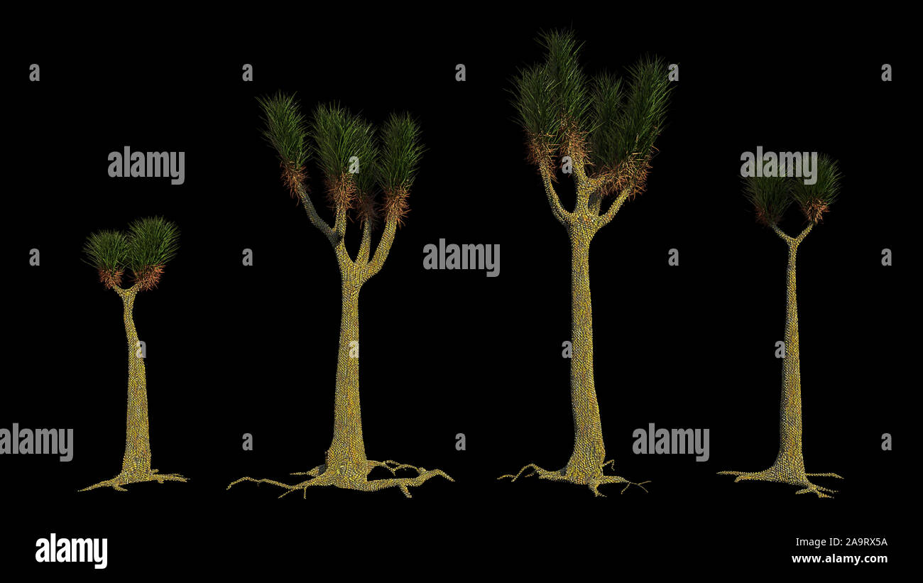 Sigillaria (sigillaria) Fotos und Bildmaterial in hoher Auflösung Alamy