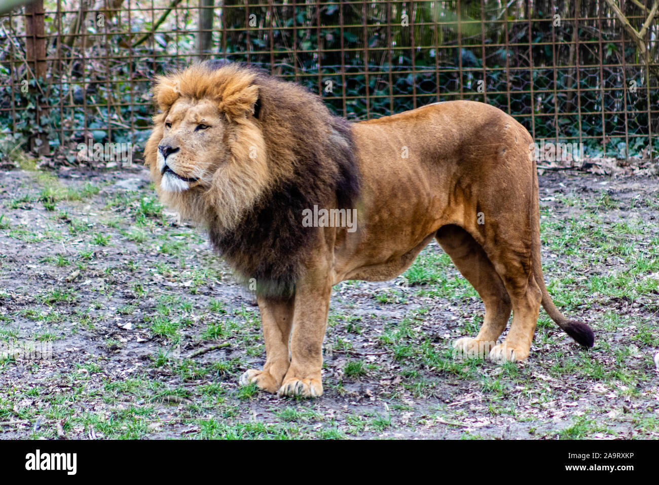 Lion Beobachtung der Gegend in einem Zoo Stockfoto