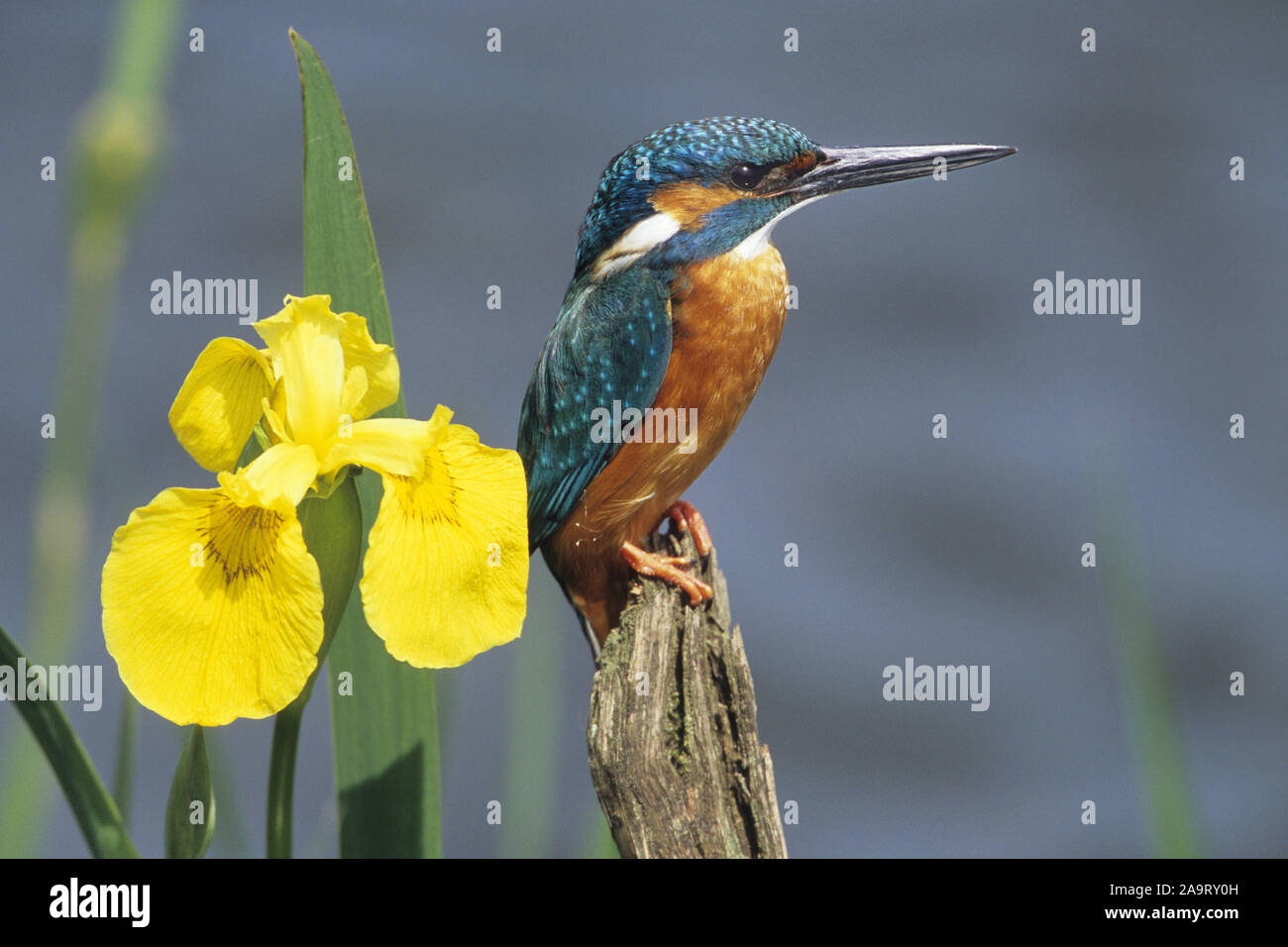 Tier; Tiere; Vogel; Voegel, Eisvogel, Eisvogel, Alcedo atthis; Martin Pecheur; Tier; Tiere; Vogel; Vögel; Fluss Eisvogel; sitzt; Sitzwarte, Ufe Stockfoto