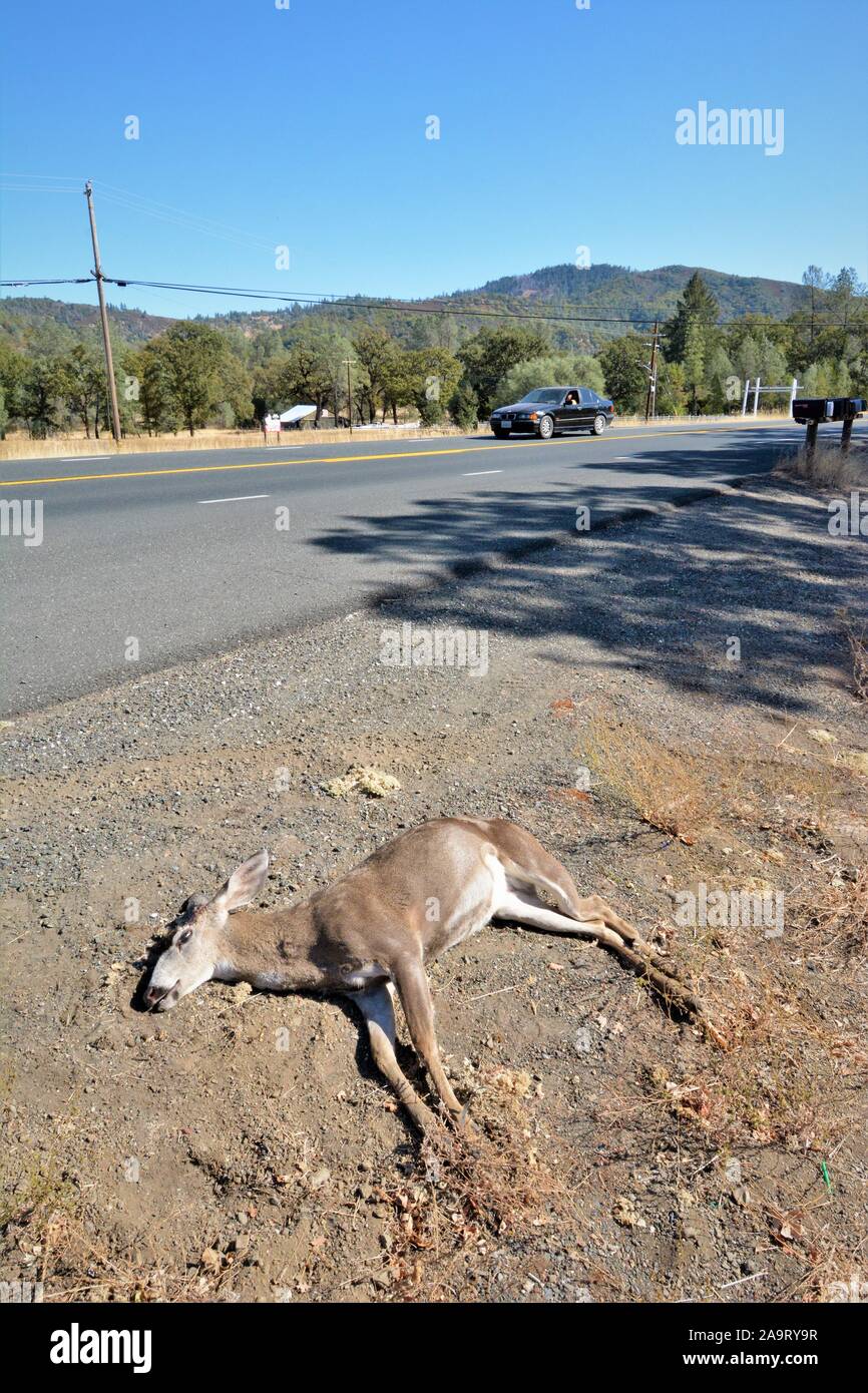 Reh von einem Auto angefahren und getötet, an der Küste von Kalifornien USA Nordamerika, ein Bock, wo Sie kam zurück und schneiden Sie die Hörner für Trophy töten Stockfoto