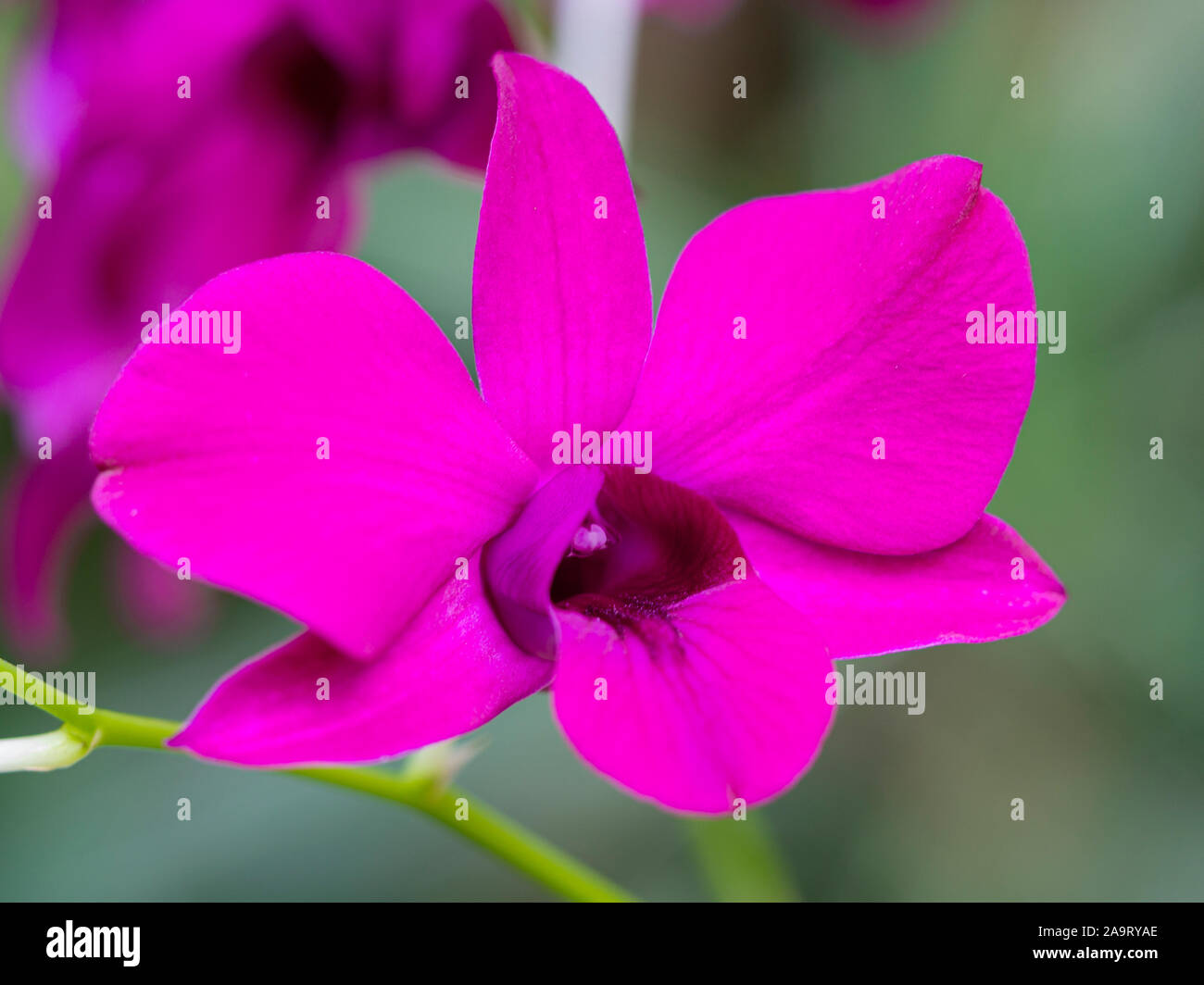 Nahaufnahme einer schönen Orchidee mit hellen rosa Blütenblätter Stockfoto
